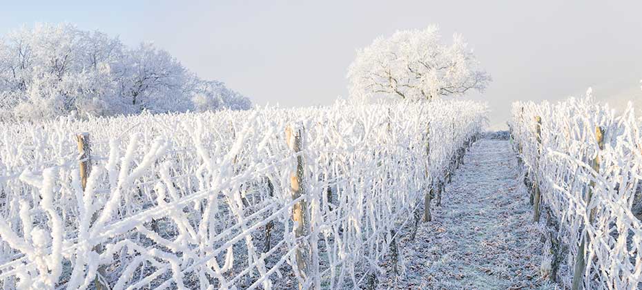 Schneebedeckter Weingarten