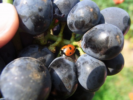Marienk&auml;fer auf Traube