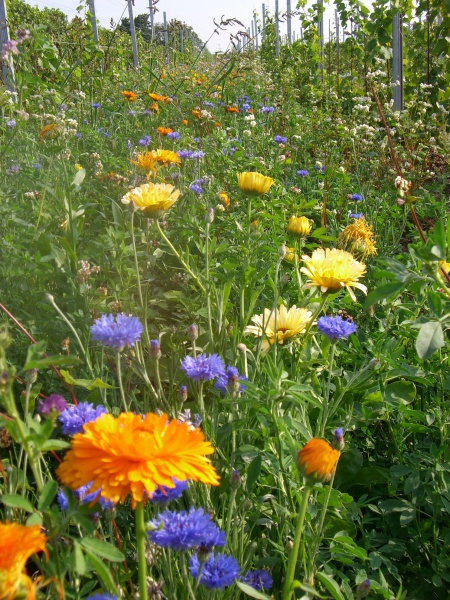 Blumen zwischen den Rebzeilen - lebendiger Weingarten