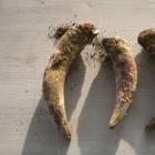 pressebilder_respekt