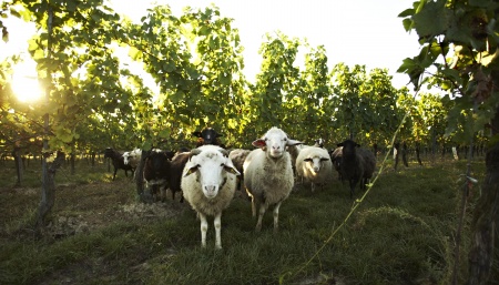 Schafe im Weingarten