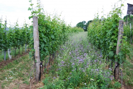 Biodynamischer Weingarten im Frühling
