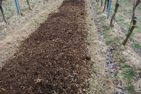 Mulch zwischen den Rebzeilen