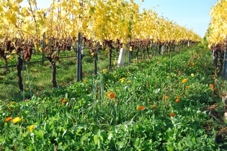 Biodynamischer Weingarten im Herbst