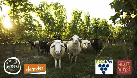 Schafe im Weingarten mit den Logos der vier Winzervereinigungen/Sheeps in a vineyard with the for logos of the associations