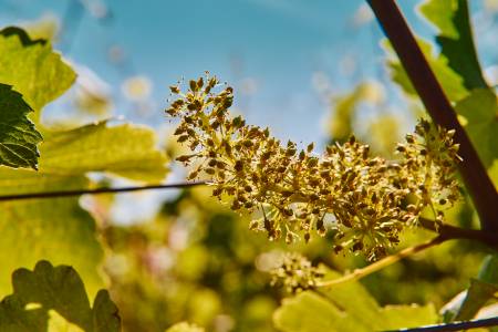 Frühe Neuburger-Blüte 2018 in der Ried Golden Erd