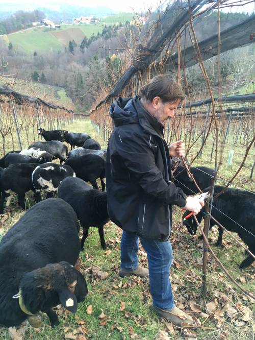 Willi Sattler with his sheep while pruning the vines
