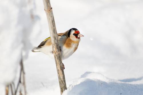 Stieglitz im Schnee