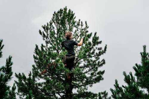 Ephräm Unterberger, ÖBf-Revierleiter im Oberinntal, bei der Zirbenzapfenernte in schwindelerregenden Höhen