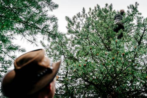 Ephräm Unterberger, ÖBf-Revierleiter im Oberinntal, bei der Zirbenzapfenernte in schwindelerregenden Höhen