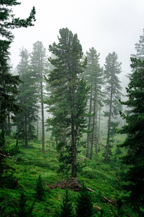 Bergwald im Oberinntal