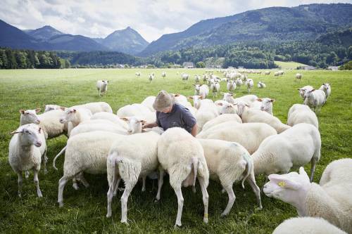 Die Schafherde der Familie Eisl