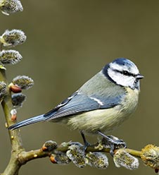 Eine Blaumeise auf einem bl& uuml;henden Palmkätzchenzweig