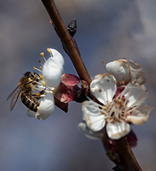 Eine Biene auf einem blühenden Marillenzweig
