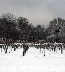 Der Blick auf einen verschneiten Weingarten