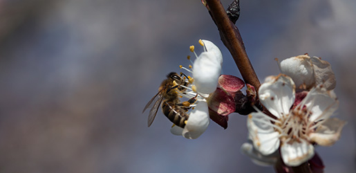 Eine Biene auf einer Marillenblüte, dahinter dunkler Himmel