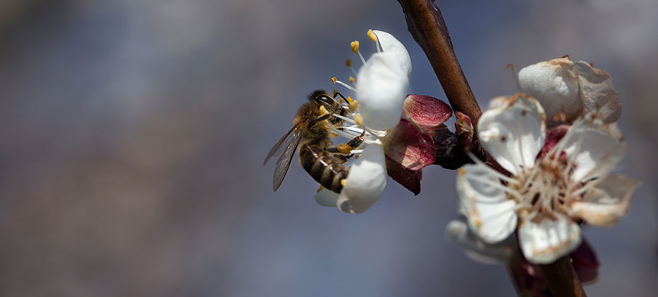 Biene auf Marillenblüte vor dunklem Himmel