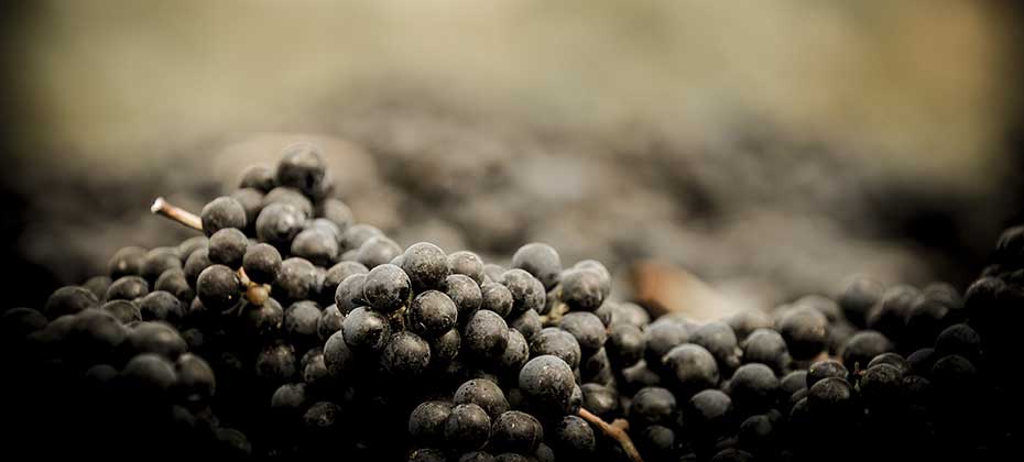 Dark red wine grapes in close-up