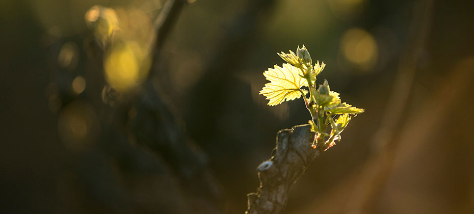 Ein frisches Blatt am Rebstock