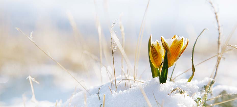 Orangefarbene Krokus im Schnee