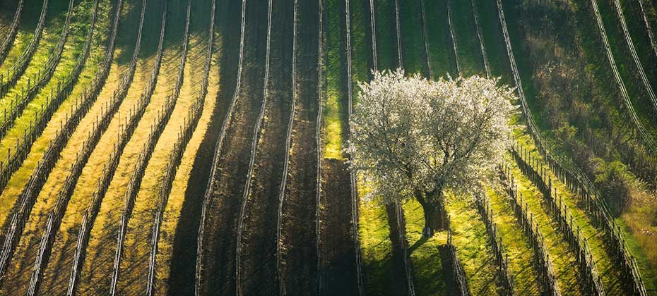A vineyard with blooming tree