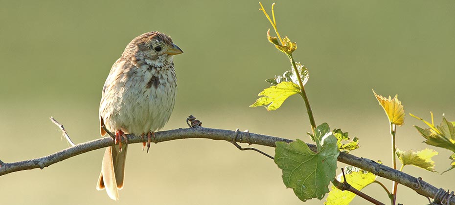 A corn bunting on a branch of a vine