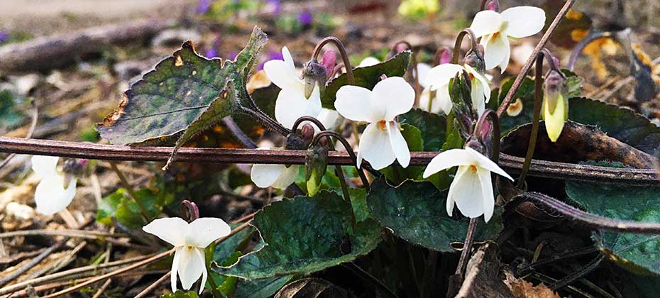 White and purple violets on the forest floor, behind them primroses and liverworts