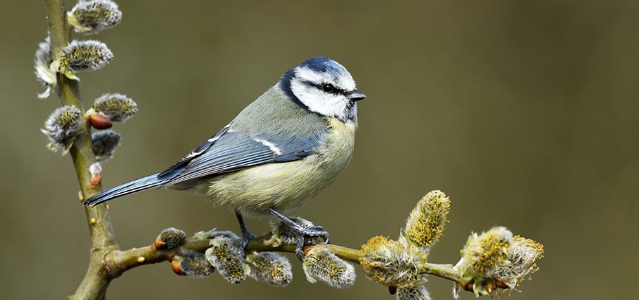 Blue tit on flowering pussy willow 