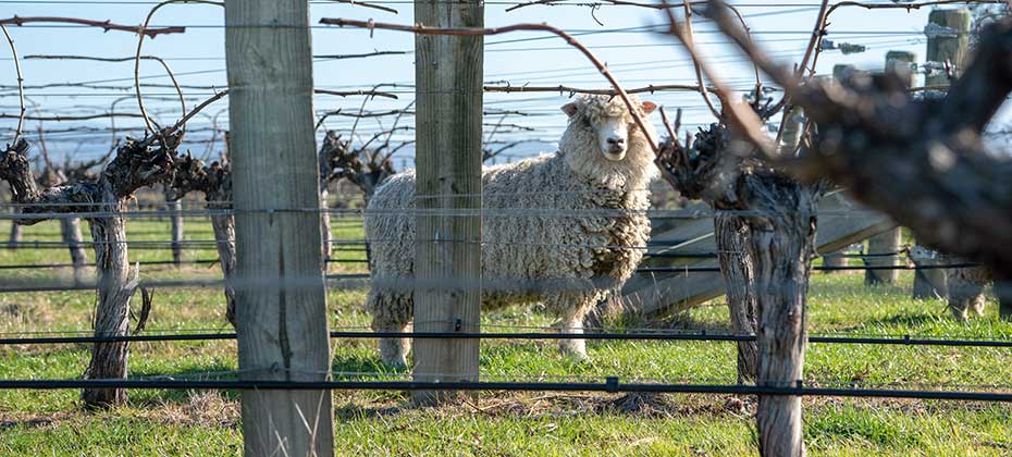 Ein Schaf im Weingarten