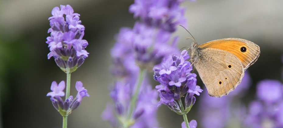 Ein Schmetterling auf Lavendelblüten