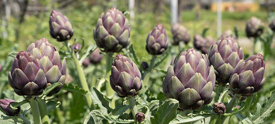 R&ouml;tliche Artischocken am Feld in Nahaufnahme
