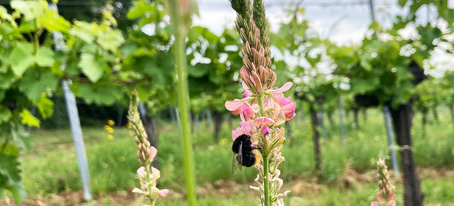 Eine Hummel auf einer rosafarbenen Esparsette