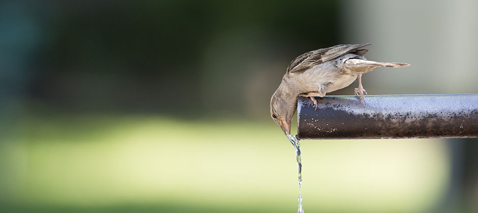 Ein Vogel auf einem Rohr trinkt Wasser