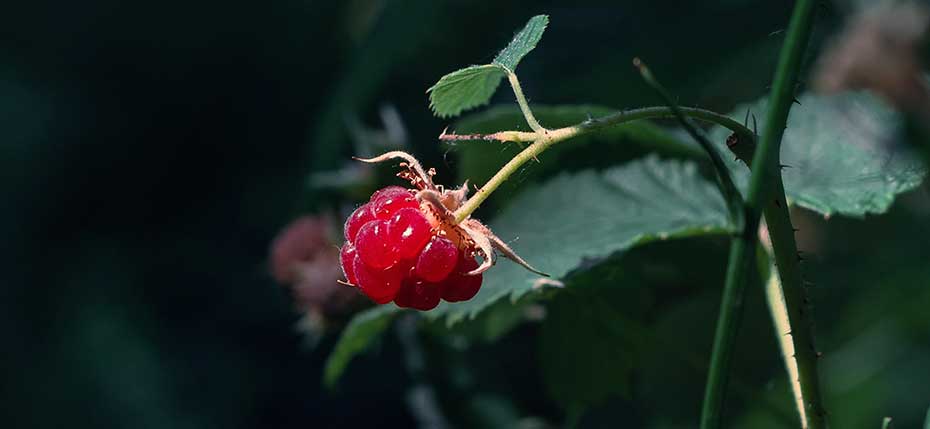 Eine Himbeere am Strauch