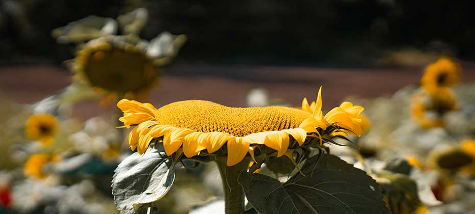 Eine intensivgelbe Sonnenblume 