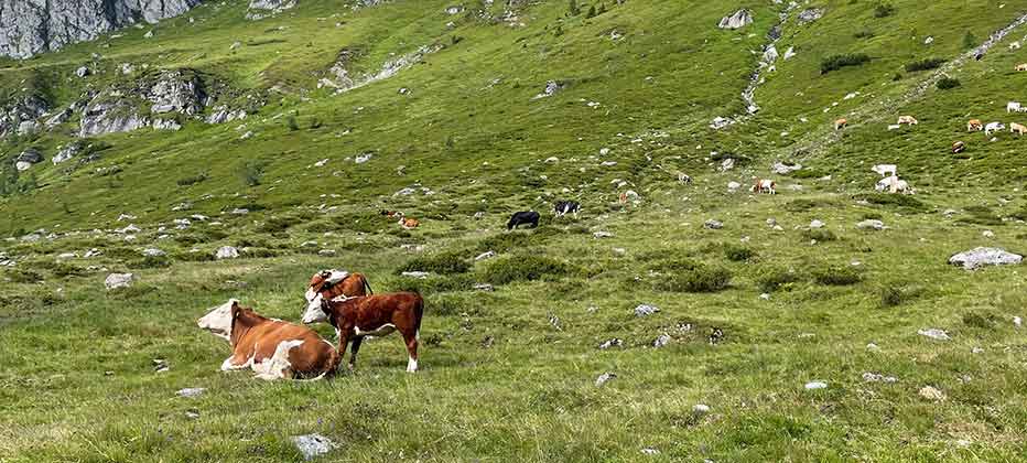 Cows on the alpine pasture