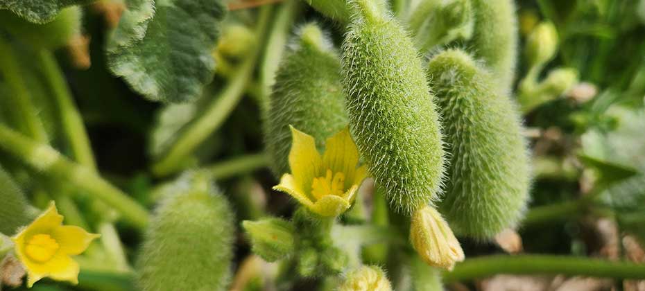 Stachelige Gurken und gelbe Bl&uuml;ten auf der Pflanze