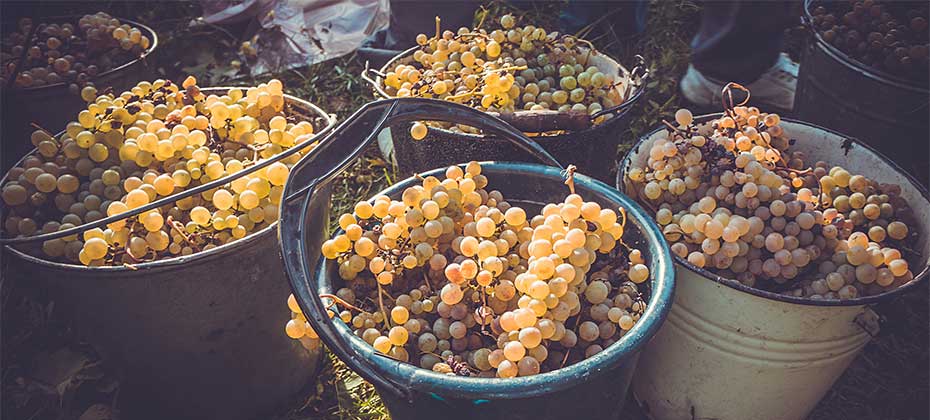 Buckets with ripe grapes