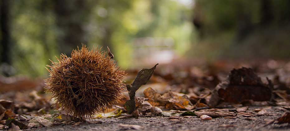 A sweet chestnut on the forest floor