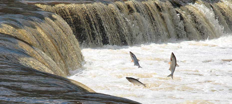 Salmon by the waterfall