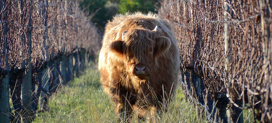 Ein Highlandrind im herbstlichen Weingarten