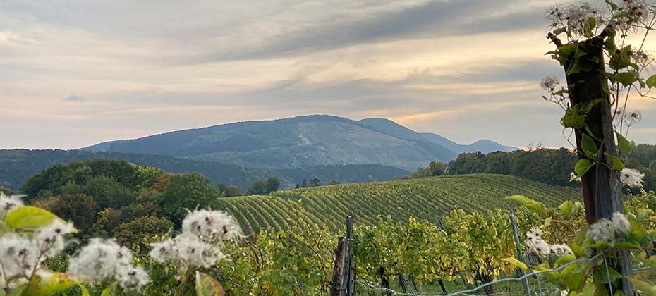 Blick auf die herbstlichen Weinhügel im südlichen Wien