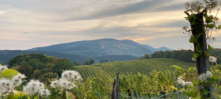 View of the autumnal wine hills in southern Vienna