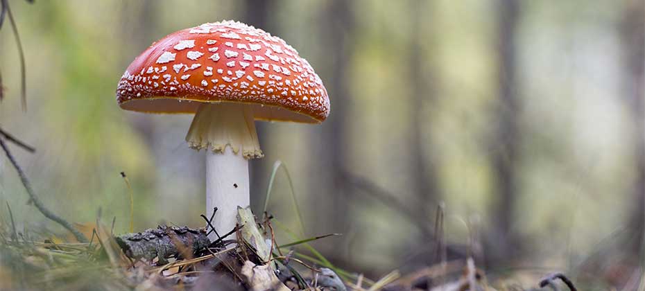 Ein Fliegenpilz vor undeutlichem Waldboden