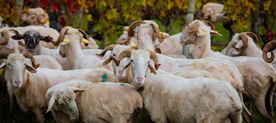 Eine Schafherde im herbstlichen Weingarten