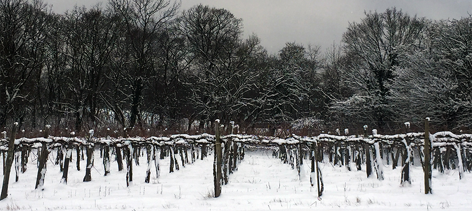 Wintry wine landscape